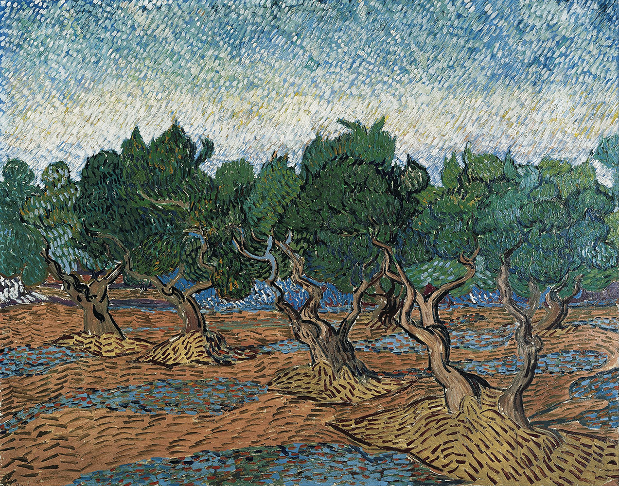 Olive Grove Blue Sky- 1889.Nov at Saint-Rémy